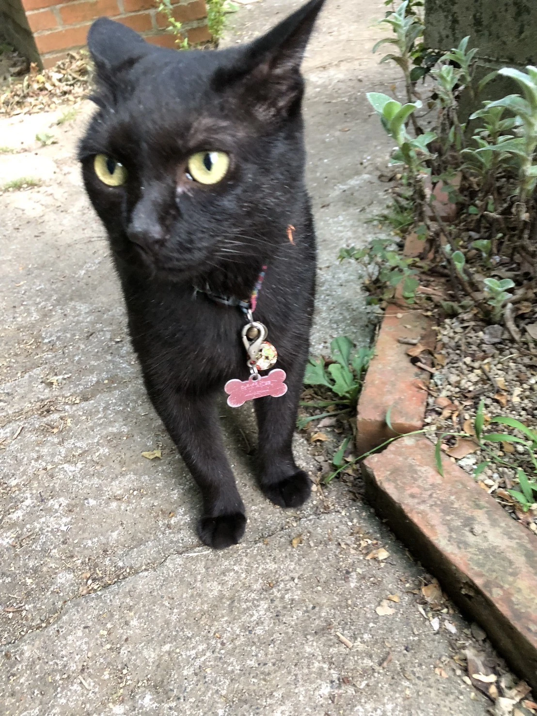 無事に保護ができた飼い猫のサツキちゃん