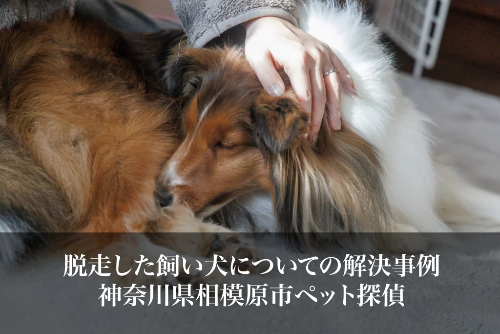 脱走した飼い犬についての解決事例｜神奈川県相模原市ペット探偵