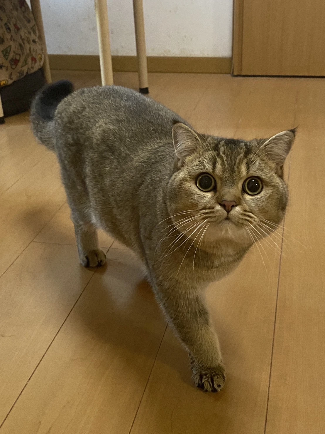 無事保護ができた飼い猫のマロンくん