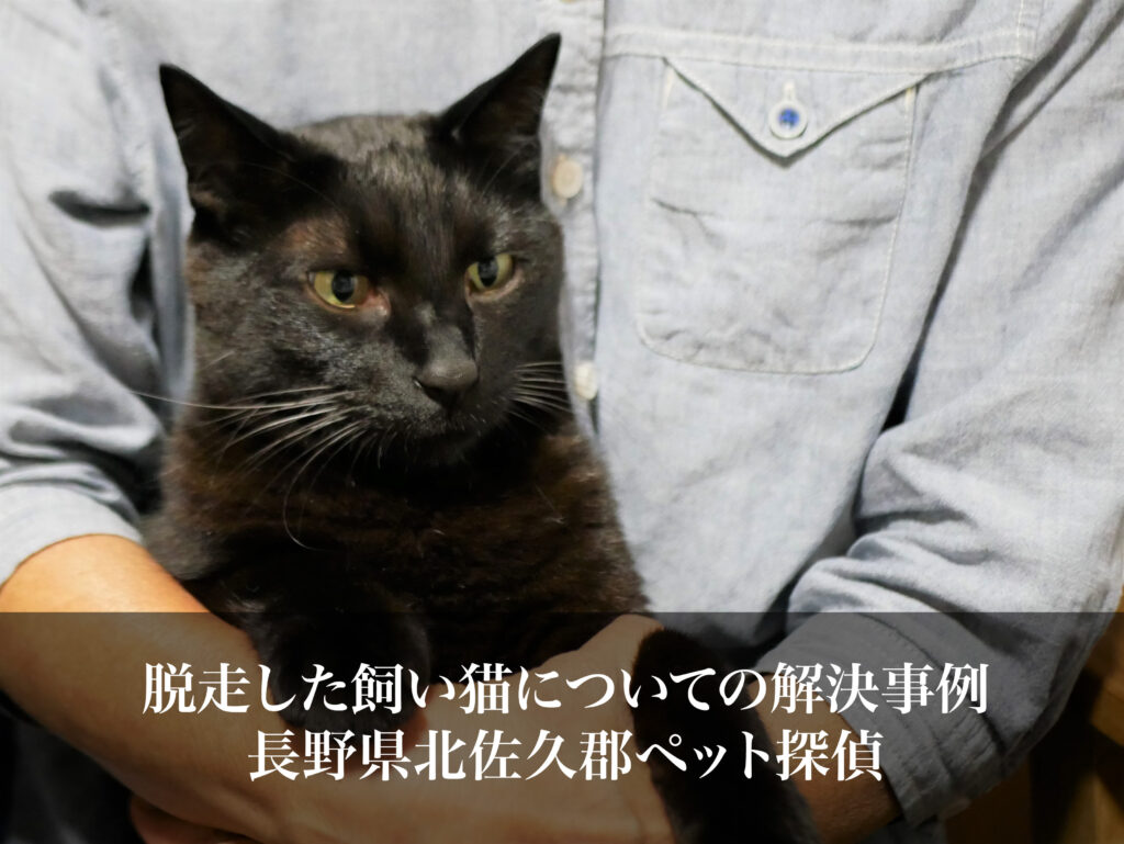 脱走した飼い猫についての解決事例｜長野県北佐久郡ペット探偵