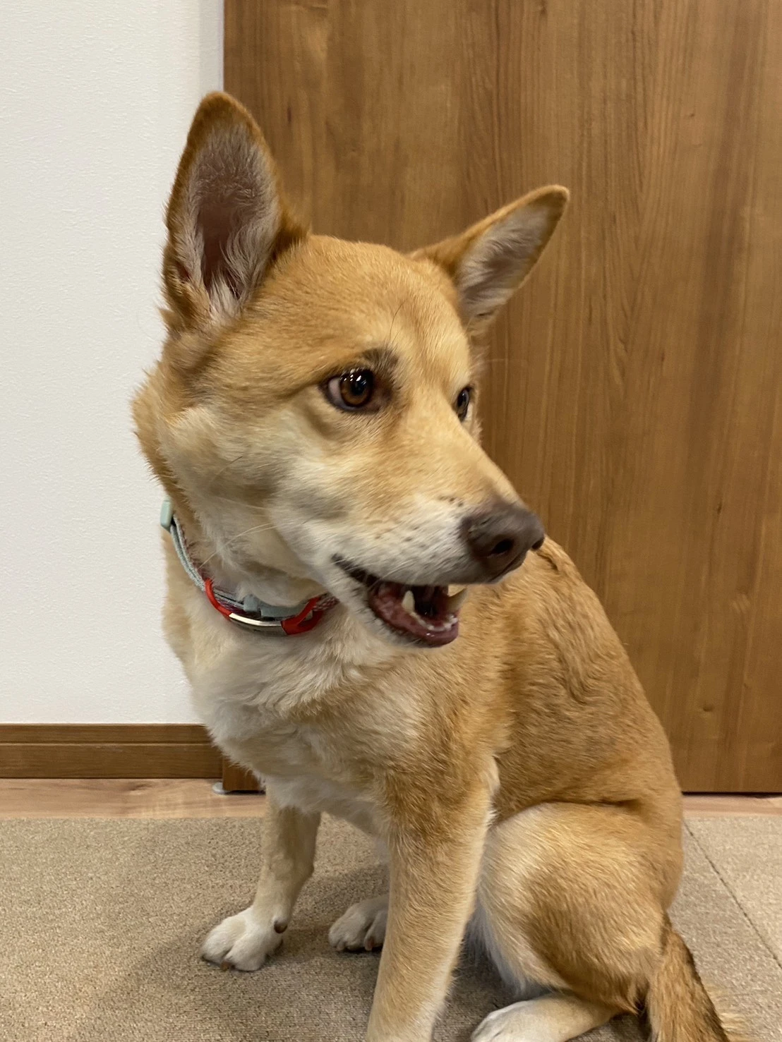 無事に保護ができた飼い犬のアンコちゃん