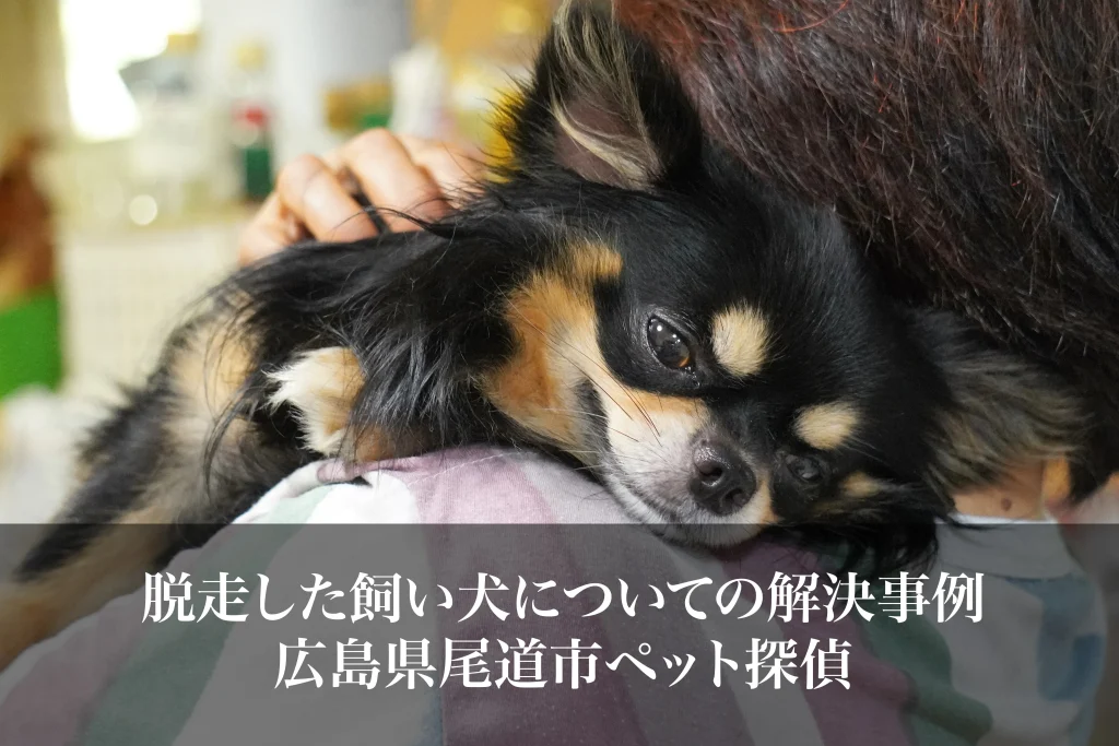 脱走した飼い犬についての解決事例｜広島県尾道市ペット探偵