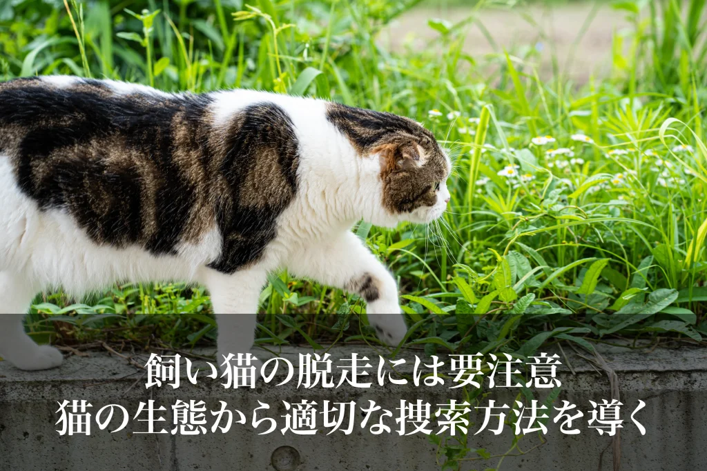 飼い猫の脱走には要注意｜猫の生態から適切な捜索方法を導く