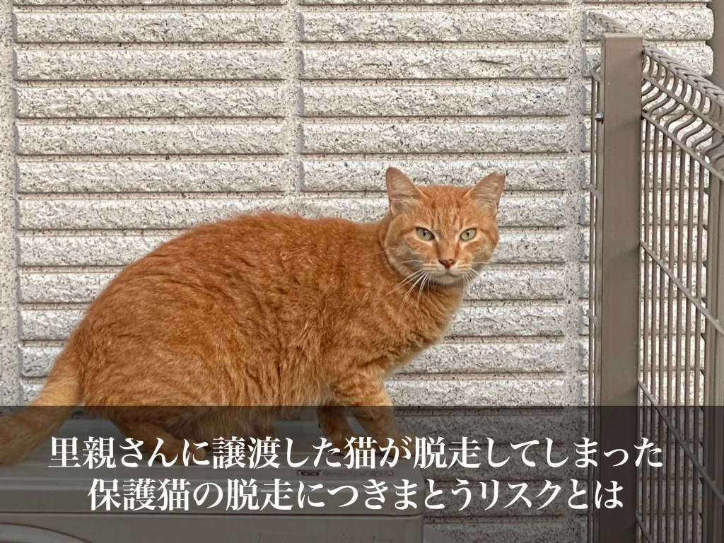 里親さんに譲渡した猫が脱走してしまった｜保護猫の脱走につきまとうリスクとは