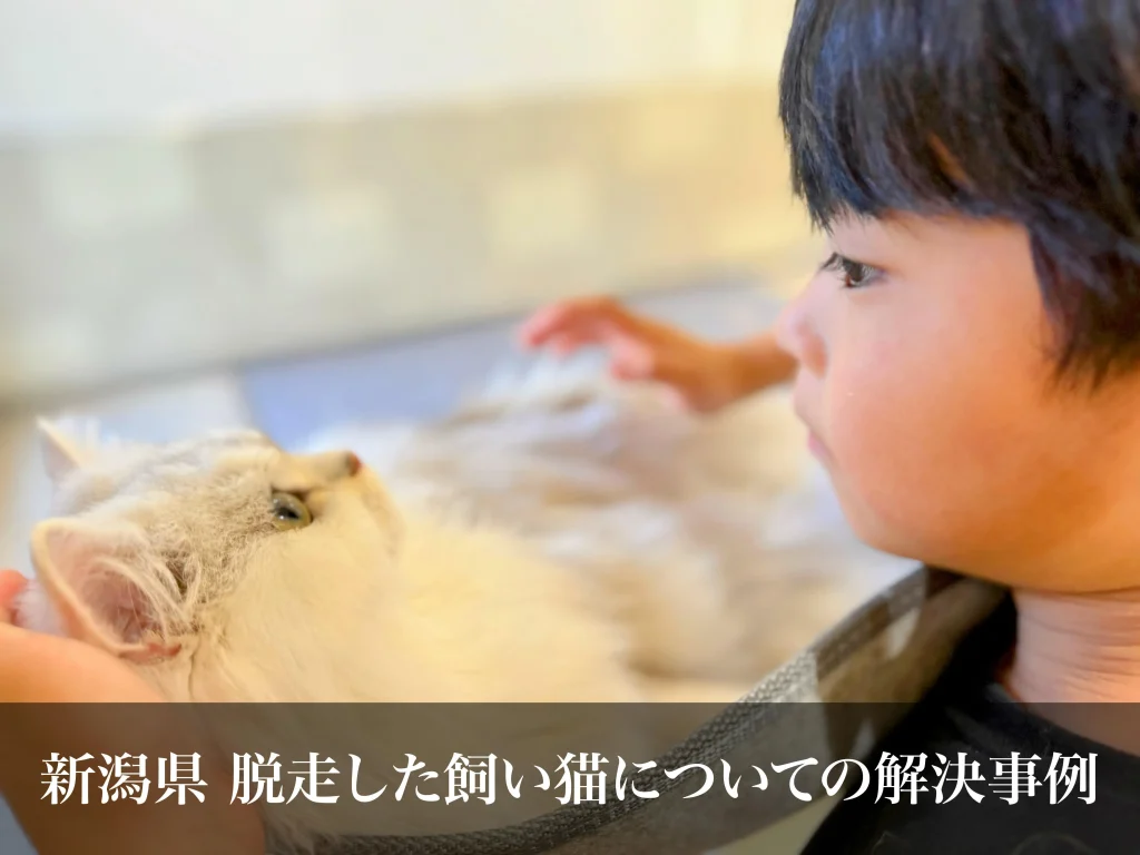 脱走した飼い猫についての解決事例｜新潟県ペット探偵