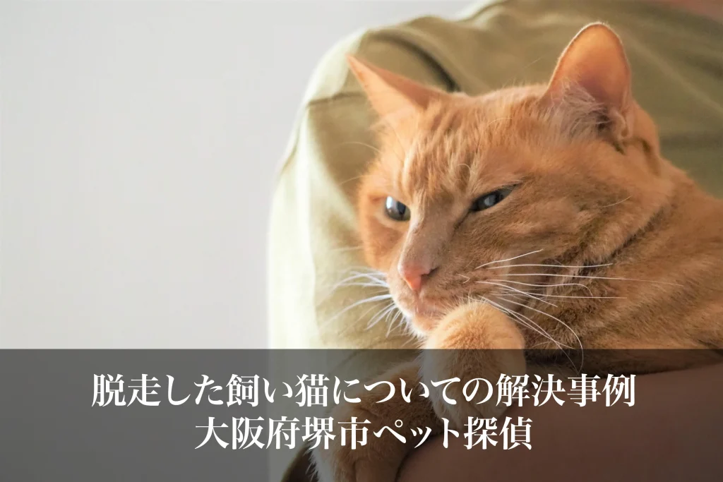 脱走した飼い猫についての解決事例｜大阪府堺市ペット探偵