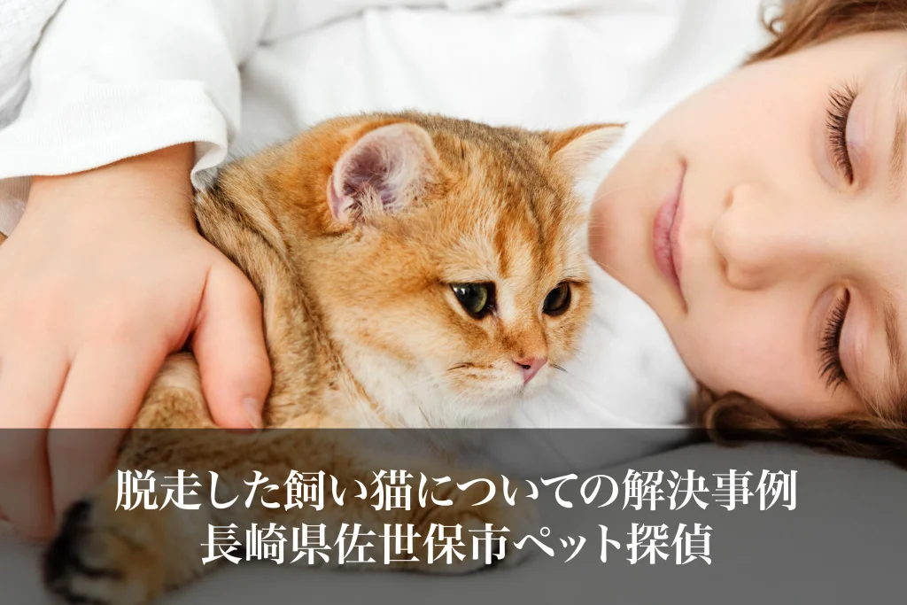 脱走した飼い猫についての解決事例｜長崎県佐世保市ペット探偵