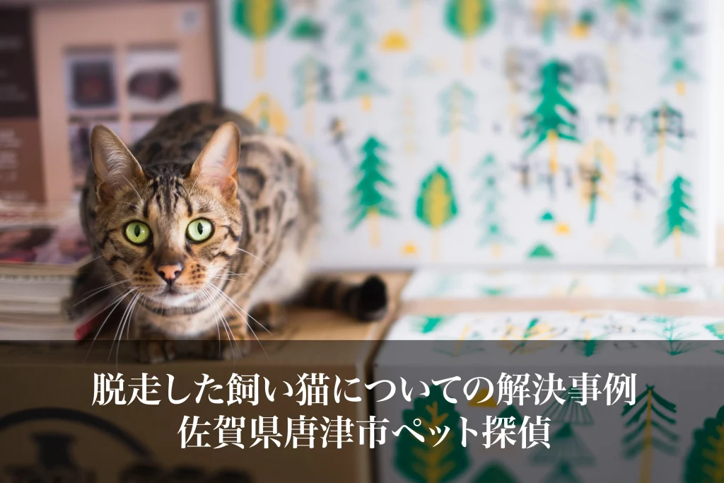 脱走した飼い猫についての解決事例｜佐賀県唐津市ペット探偵