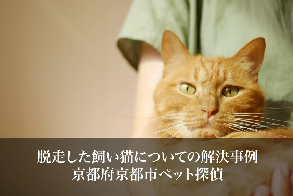 脱走した飼い猫についての解決事例｜京都府京都市ペット探偵