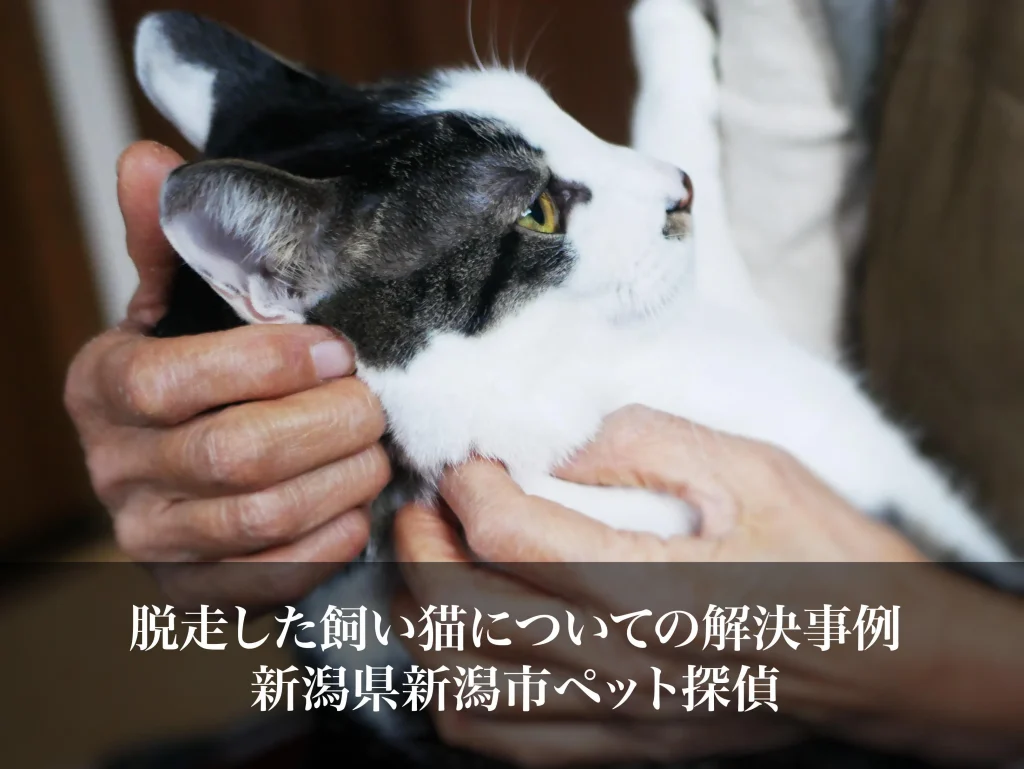 脱走した飼い猫についての解決事例｜新潟県新潟市ペット探偵