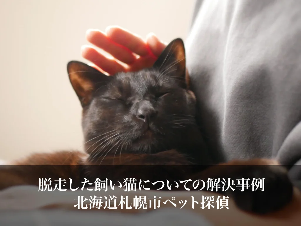 脱走した飼い猫についての解決事例｜北海道札幌市ペット探偵