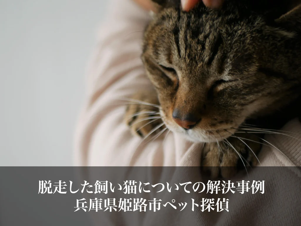 脱走した飼い猫についての解決事例｜兵庫県姫路市ペット探偵