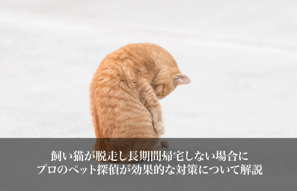 飼い猫が脱走し長期間帰宅しない場合に｜プロのペット探偵が効果的な対策について解説