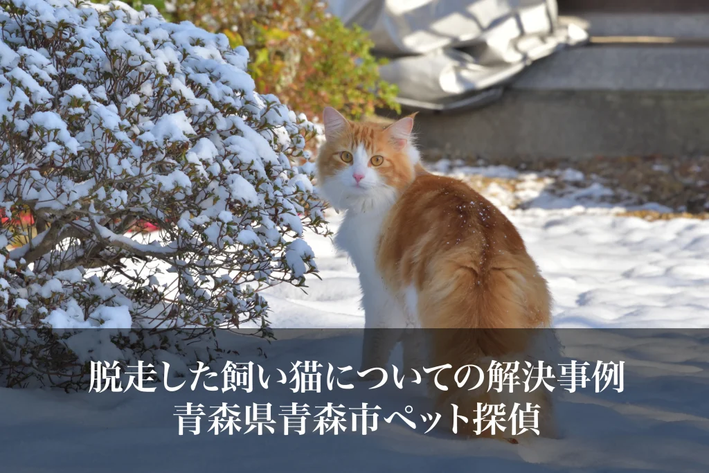 脱走した飼い猫についての解決事例｜青森県青森市ペット探偵