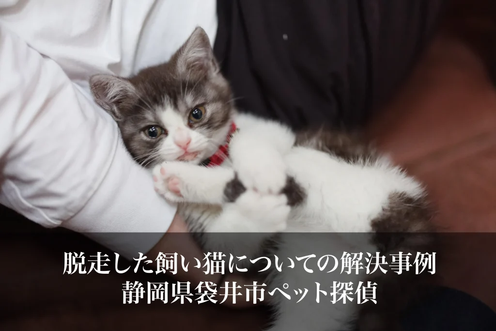 脱走した飼い猫についての解決事例｜静岡県袋井市ペット探偵