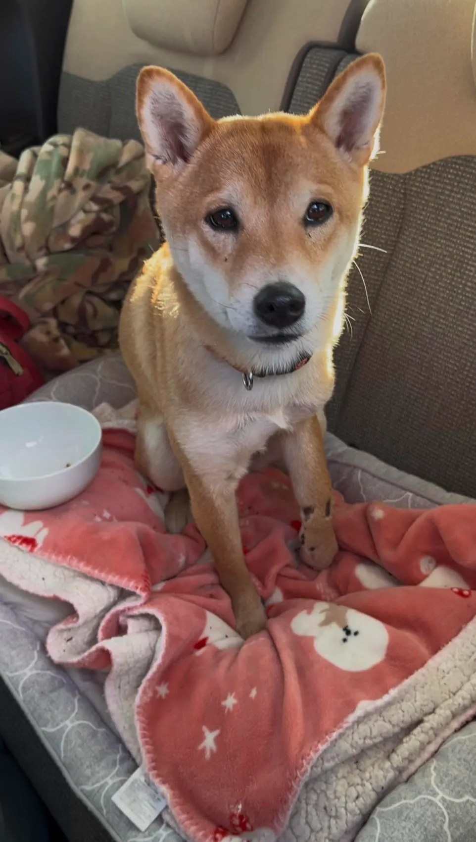 無事に保護ができた飼い犬のキナコちゃん