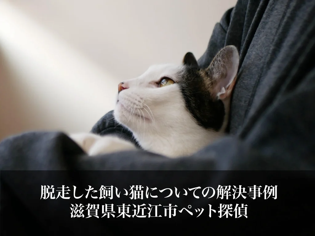 脱走した飼い猫についての解決事例｜滋賀県東近江市ペット探偵