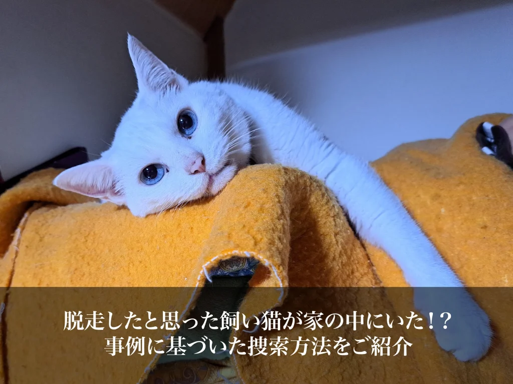 脱走したと思った飼い猫が家の中にいた！？｜事例に基づいた捜索方法をご紹介