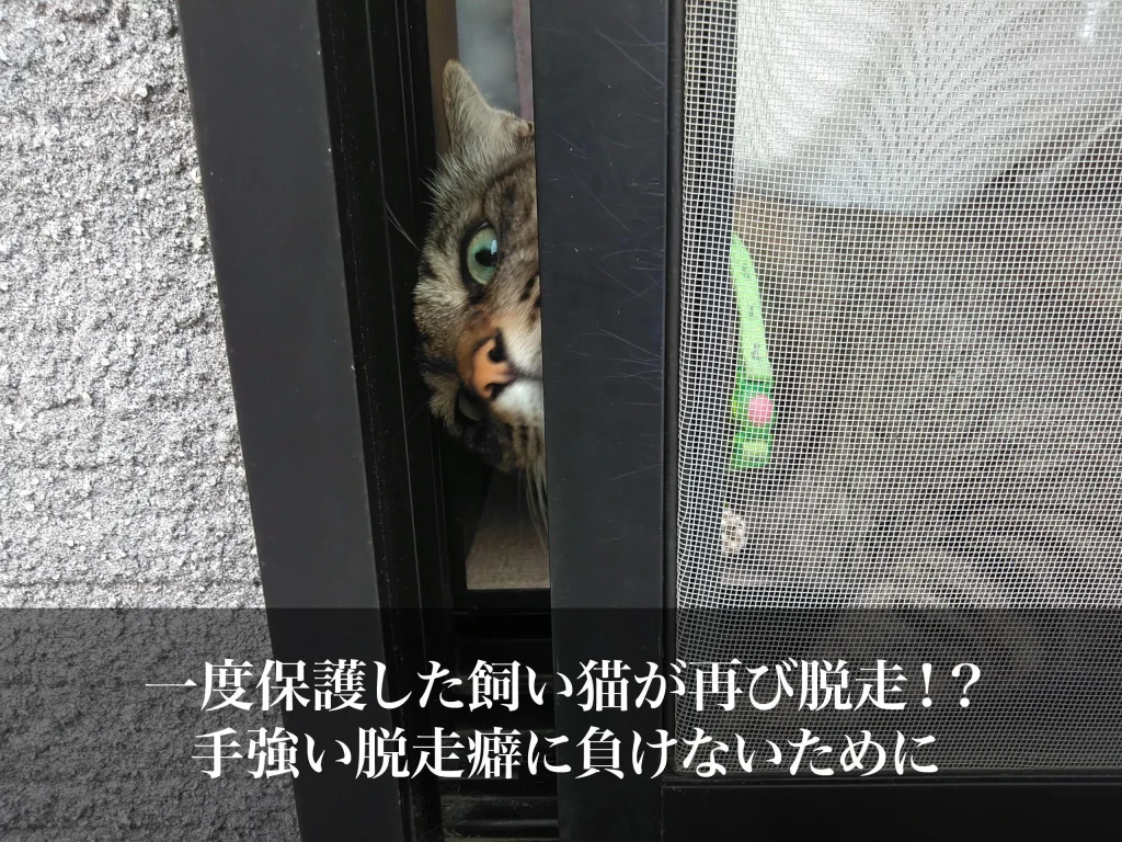 一度保護した飼い猫が再び脱走！？｜手強い脱走癖に負けないために