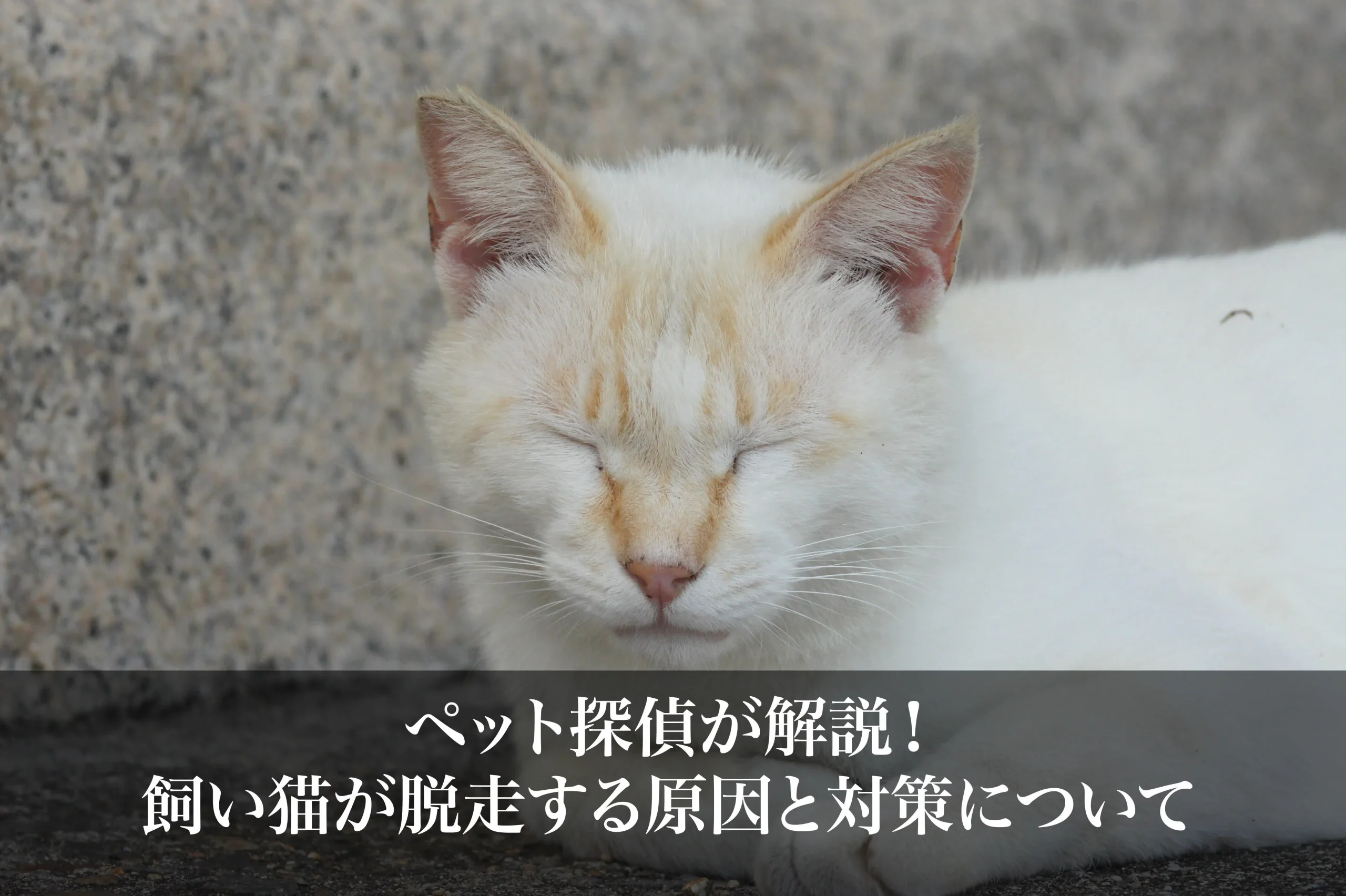 ペット 探偵 安い 猫